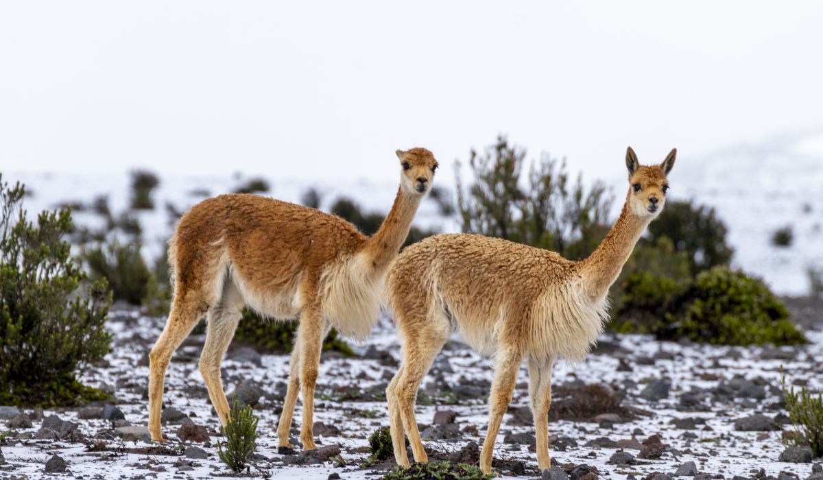 geyser del tatio geyser del tatio