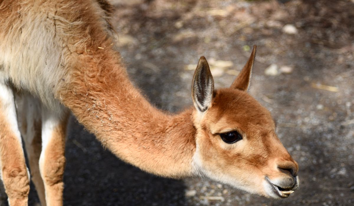 geyser del tatio geyser del tatio