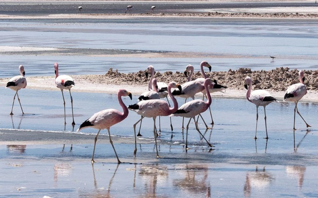 flamencos
