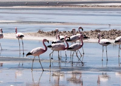 flamencos