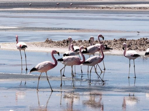 O que fazer em San Pedro de Atacama